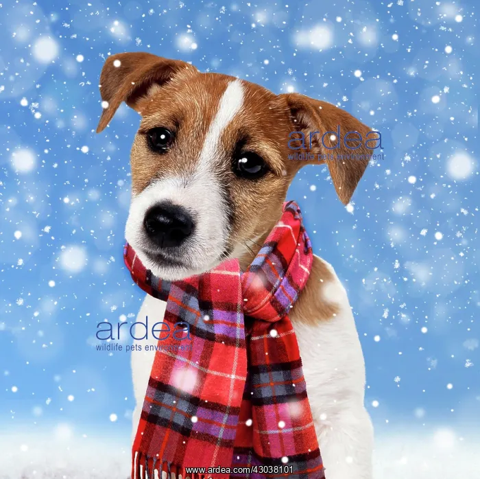: Dog - Jack Russell Terrier Puppy wearing Christmas : Dog - Jack Russell Terrier Puppy wearing Christmas