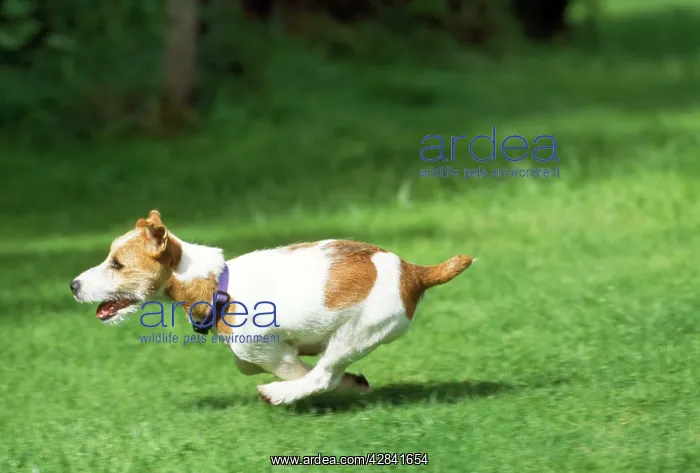  : DOG - Jack Russell Terrier, running