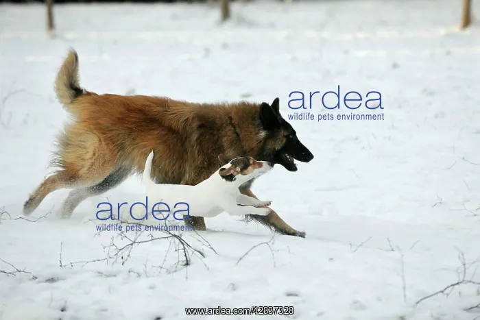 : DOG. Jack russell terrier running alongside tervuren : DOG. Jack russell terrier running alongside tervuren