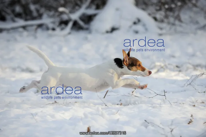 : DOG. Jack russell terrier running through the snow : DOG. Jack russell terrier running through the snow