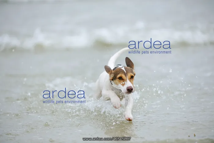  : DOG. Jack russell terrier running in surf