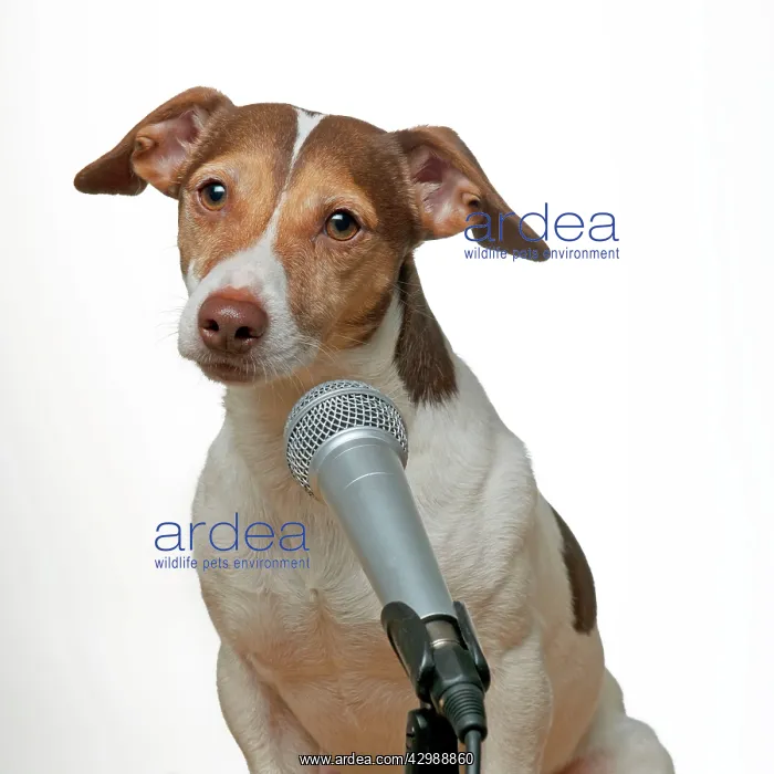 : DOG - Jack russell terrier singing into microphone : DOG - Jack russell terrier singing into microphone