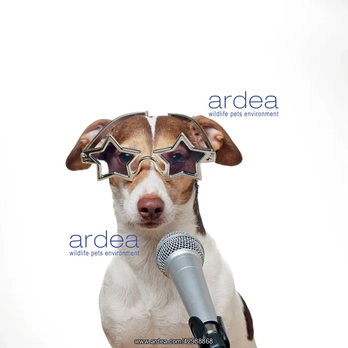 : DOG - Jack russell terrier singing into microphone : DOG - Jack russell terrier singing into microphone