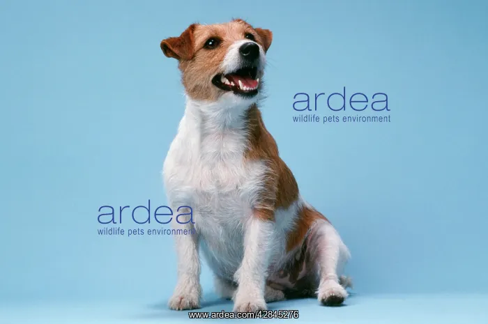  : DOG - Jack Russell Terrier sitting