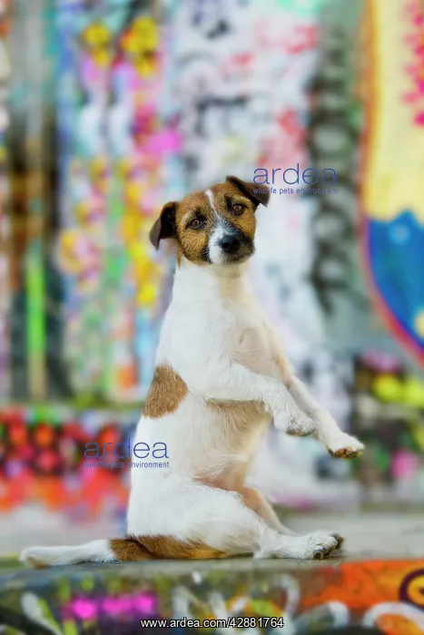 : Dog - Jack Russell Terrier sitting on hind legs : Dog - Jack Russell Terrier sitting on hind legs