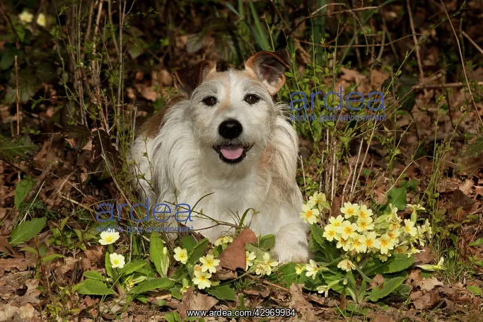 : DOG - Jack russell terrier sitting in primroses : DOG - Jack russell terrier sitting in primroses