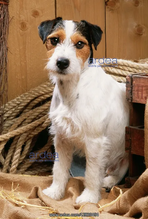  : DOG - Jack Russell Terrier, sitting by rope in stable