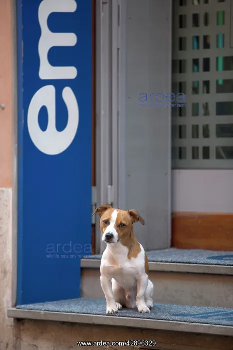 : Dog - Jack Russell Terrier - sitting on step in : Dog - Jack Russell Terrier - sitting on step in
