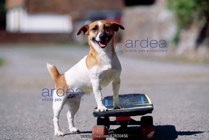 : Dog - Jack Russell Terrier skateboarding : Dog - Jack Russell Terrier skateboarding