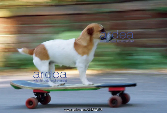  : DOG - Jack Russell Terrier skateboarding