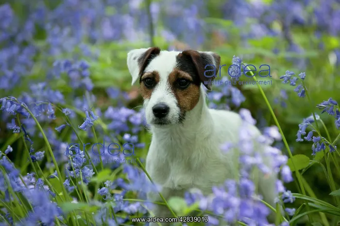  : DOG - Jack russell terrier standing in bluebells