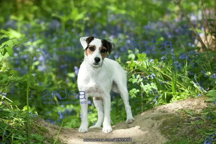  : DOG - Jack russell terrier standing in bluebells