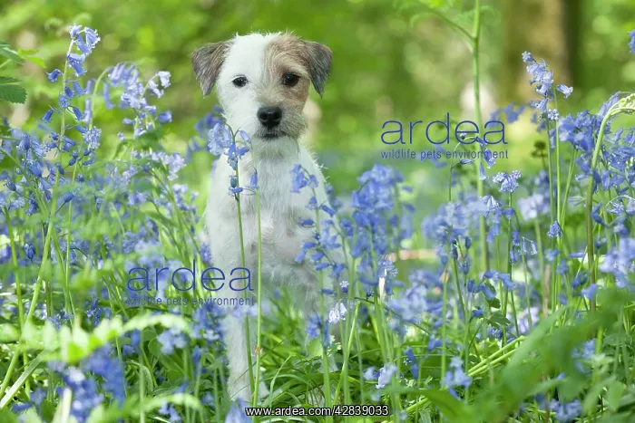  : DOG - Jack russell terrier standing in bluebells
