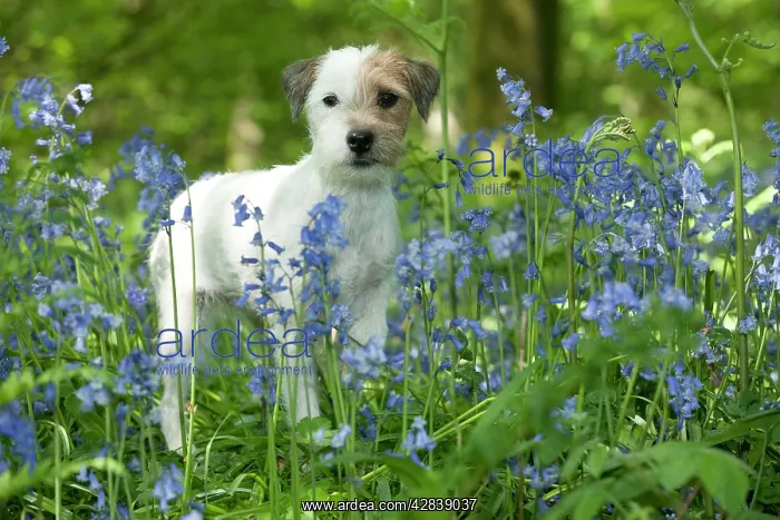  : DOG - Jack russell terrier standing in bluebells