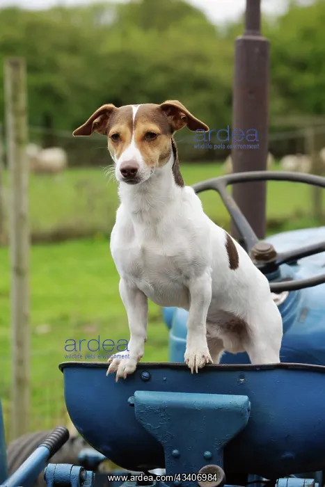  : DOG. Jack russell terrier standing on tractor