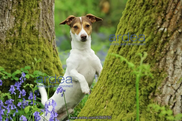 : DOG. Jack russell terrier standing against tree : DOG. Jack russell terrier standing against tree