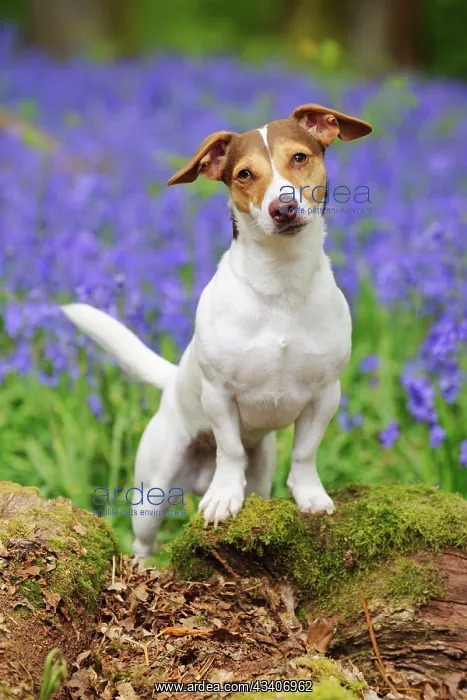 : DOG. Jack russell terrier standing on tree root : DOG. Jack russell terrier standing on tree root