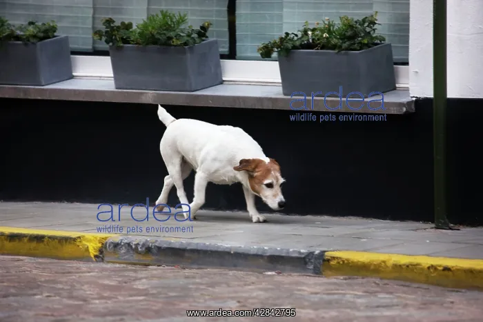  : Dog - Jack Russell terrier on street