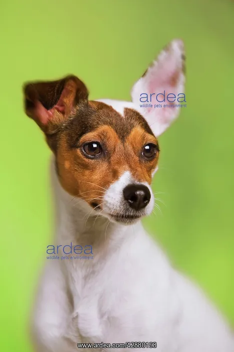  : Dog - Jack Russell Terrier - in studio