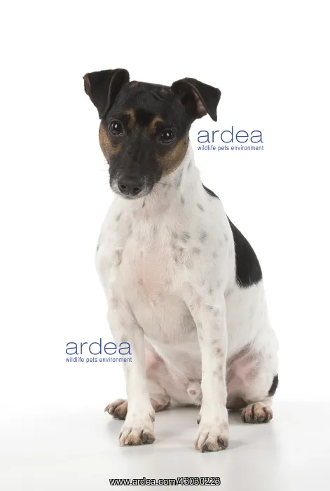 : DOG. Jack Russell Terrier, in a studio : DOG. Jack Russell Terrier, in a studio