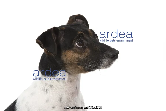  : DOG. Jack Russell Terrier, in a studio