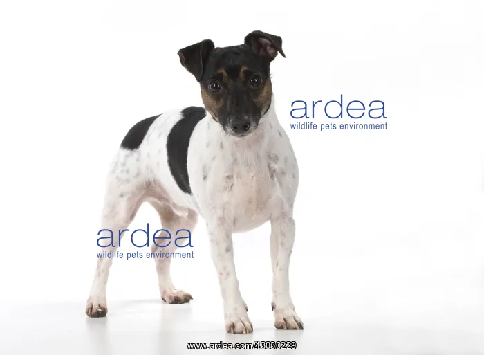 : DOG. Jack Russell Terrier, in a studio : DOG. Jack Russell Terrier, in a studio