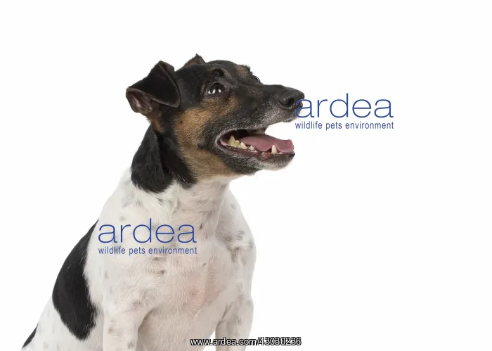  : DOG. Jack Russell Terrier, in a studio
