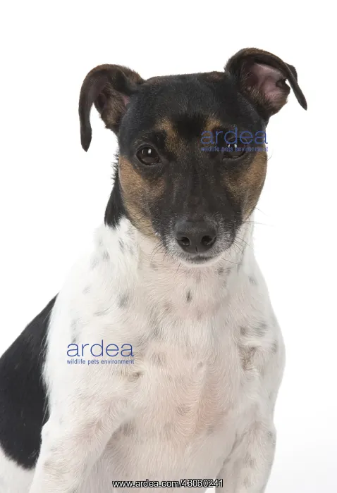 : DOG. Jack Russell Terrier, in a studio : DOG. Jack Russell Terrier, in a studio
