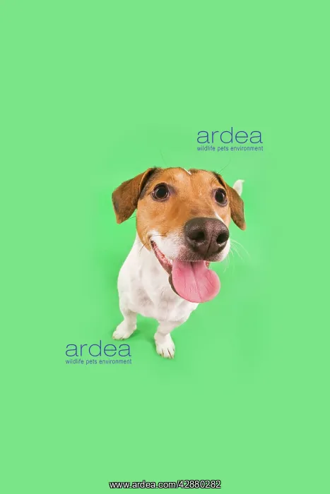 : Dog - Jack Russell Terrier - in studio fish-eye lense : Dog - Jack Russell Terrier - in studio fish-eye lense