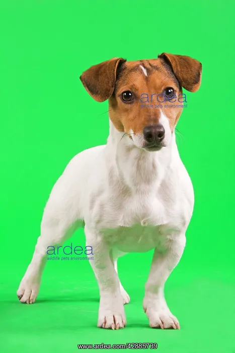: Dog - Jack Russell Terrier in studio with green background : Dog - Jack Russell Terrier in studio with green background