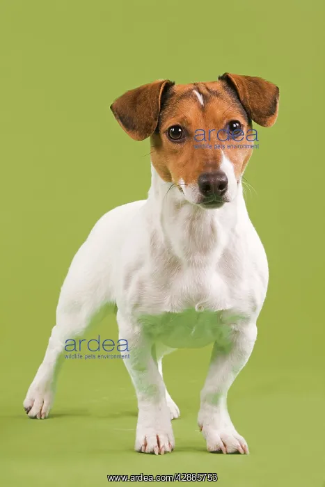 : Dog - Jack Russell Terrier in studio with green background : Dog - Jack Russell Terrier in studio with green background