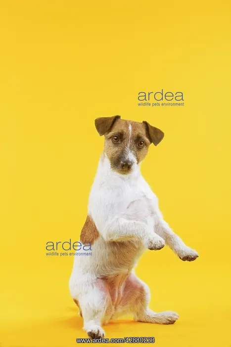: Dog - Jack Russell Terrier - in studio sitting on hind legs : Dog - Jack Russell Terrier - in studio sitting on hind legs