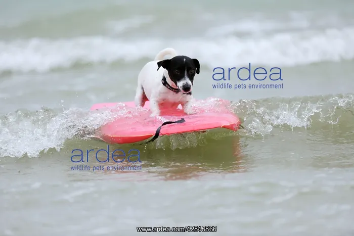  : DOG. Jack russell terrier surfing