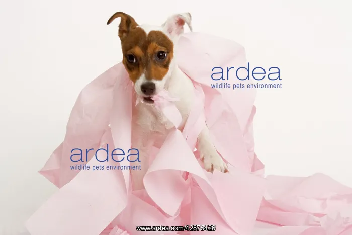 : Dog - Jack Russell Terrier - With toilet roll : Dog - Jack Russell Terrier - With toilet roll