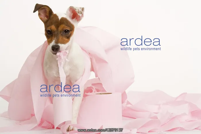 : Dog - Jack Russell Terrier - With toilet roll : Dog - Jack Russell Terrier - With toilet roll