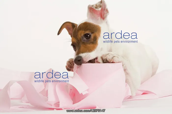  : Dog - Jack Russell Terrier - With toilet roll