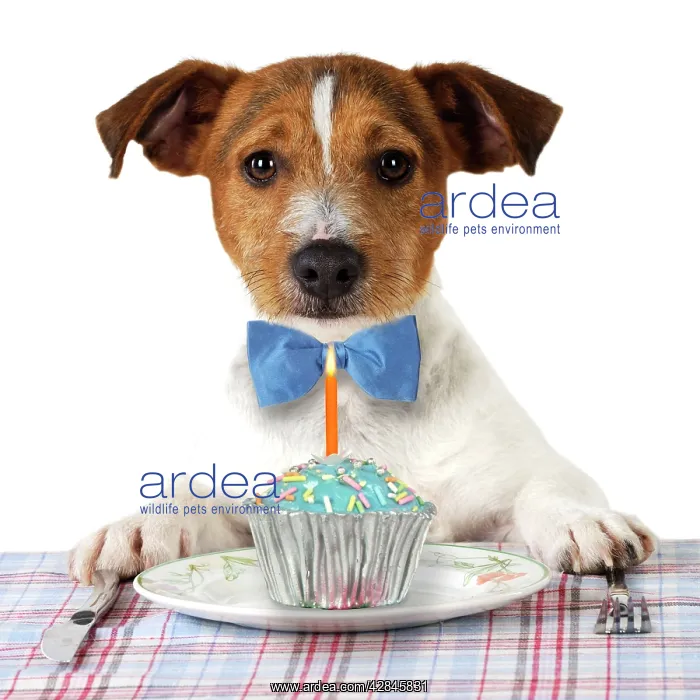: DOG. Jack russell terrier wearing bow tie sitting : DOG. Jack russell terrier wearing bow tie sitting