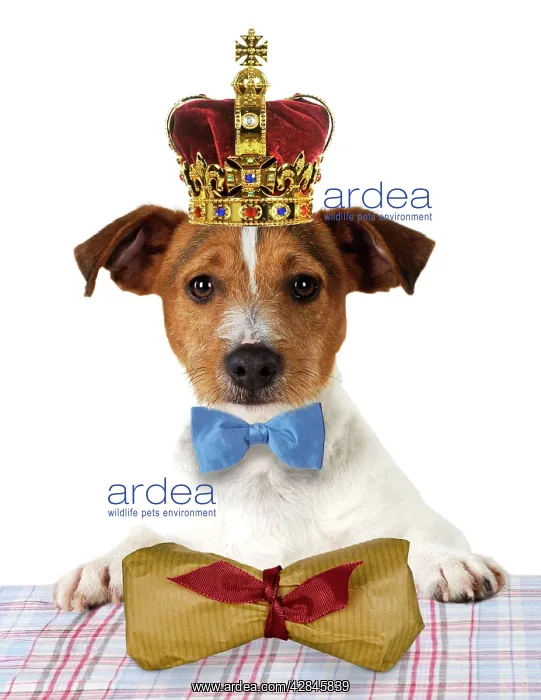  : Dog - Jack russell terrier wearing bow tie sitting