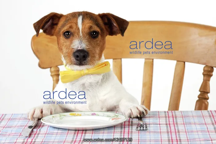 : DOG. Jack russell terrier wearing bow tie sitting at table : DOG. Jack russell terrier wearing bow tie sitting at table