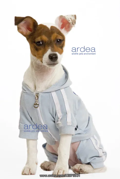  : Dog - Jack Russell Terrier - Wearing clothes