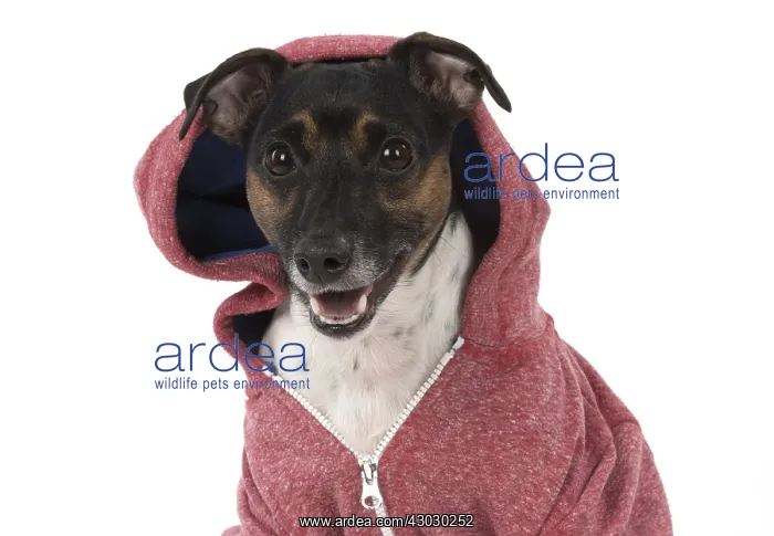  : DOG. Jack Russell Terrier, wearing a hoodie