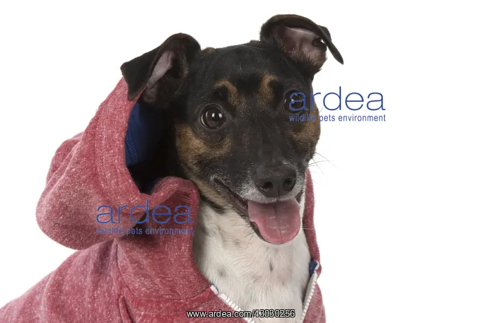  : DOG. Jack Russell Terrier, wearing a hoodie