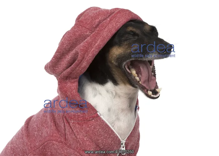  : DOG. Jack Russell Terrier, wearing a hoodie