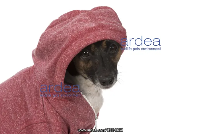  : DOG. Jack Russell Terrier, wearing a hoodie