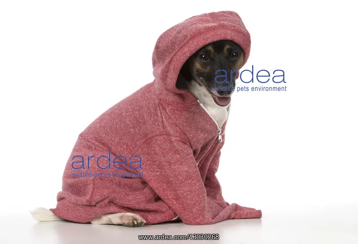  : DOG. Jack Russell Terrier, wearing a hoodie