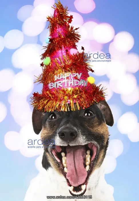 : DOG. Jack Russell Terrier wearing Party hat, Happy : DOG. Jack Russell Terrier wearing Party hat, Happy