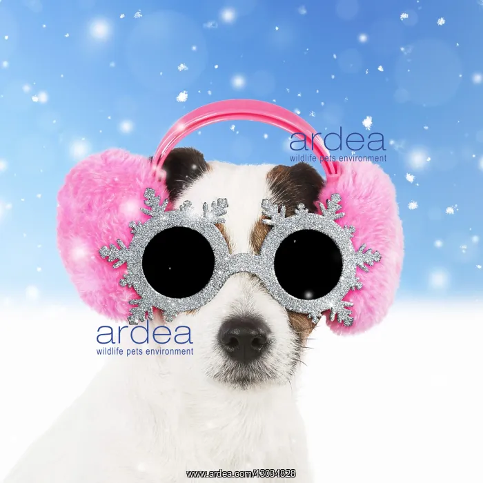  : DOG - Jack Russell Terrier wearing pink ear muffs