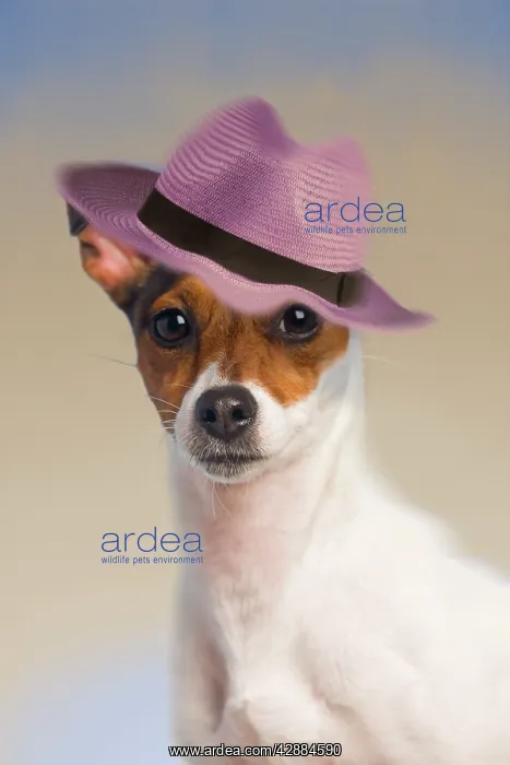  : Dog - Jack Russell Terrier wearing pink hat