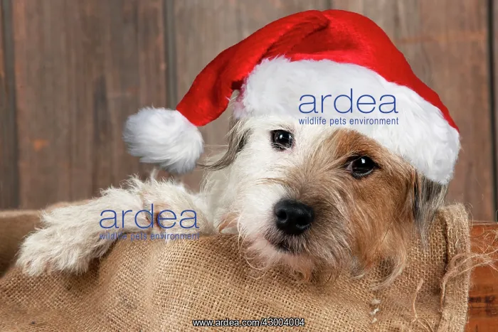 : DOG - Jack Russell Terrier wearing a red Christmas hat : DOG - Jack Russell Terrier wearing a red Christmas hat
