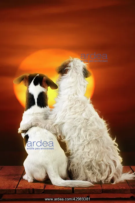 : DOG - Jack russell terriers : DOG - Jack russell terriers